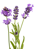Horticulture, floriculture and nursery production