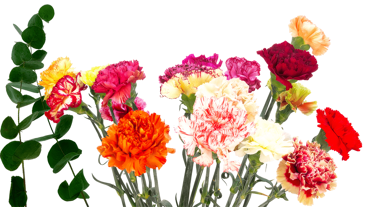 Flower and plant suppliers for the professional market