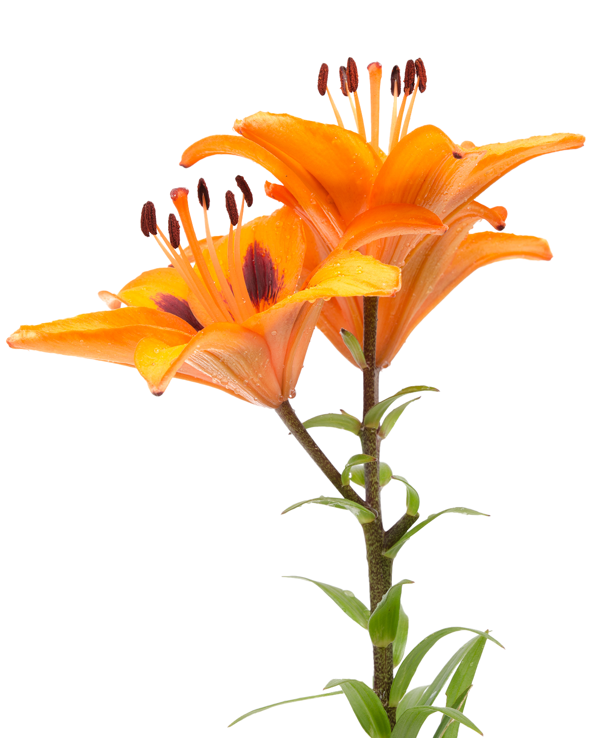lilium