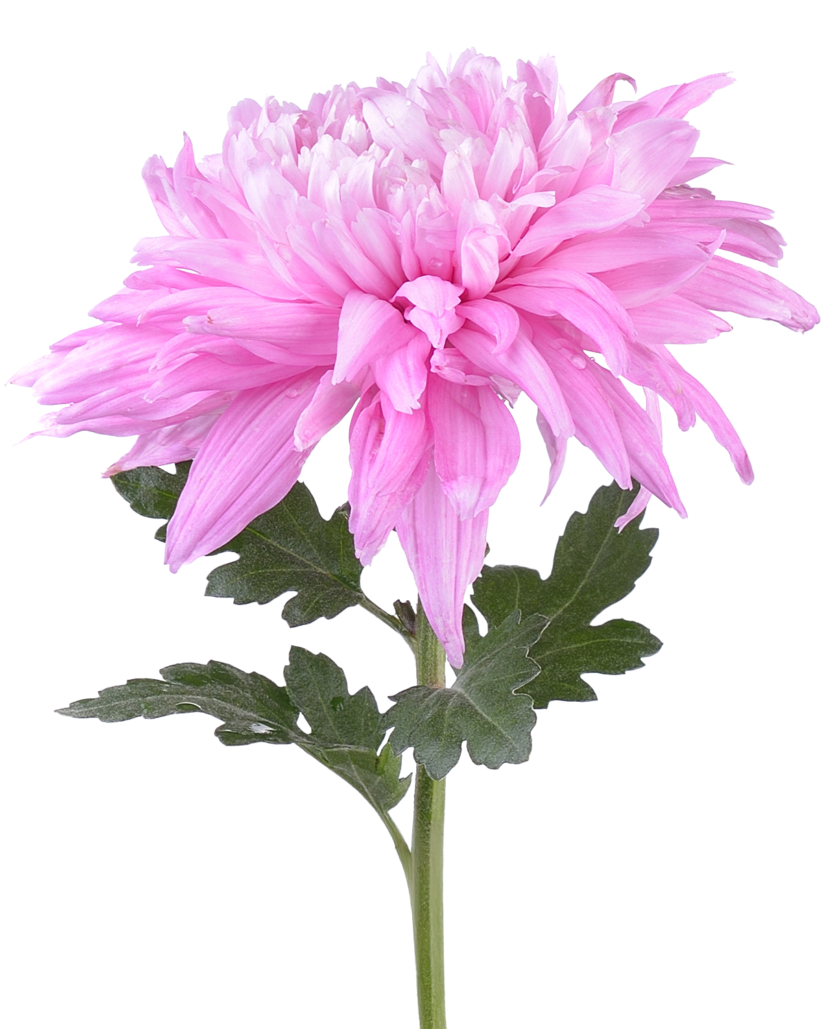 Chrysanthemums