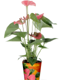 For horticulture and floriculture