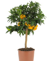 Potted plants