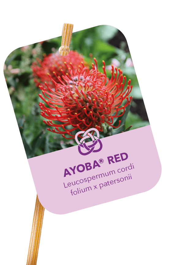 Flowers and plants suppliers for large-scale retail