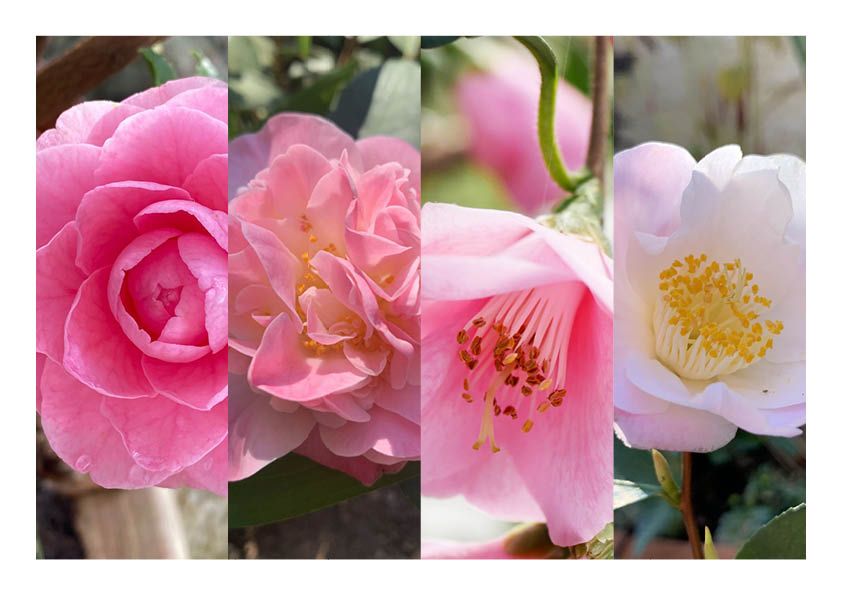 Scented