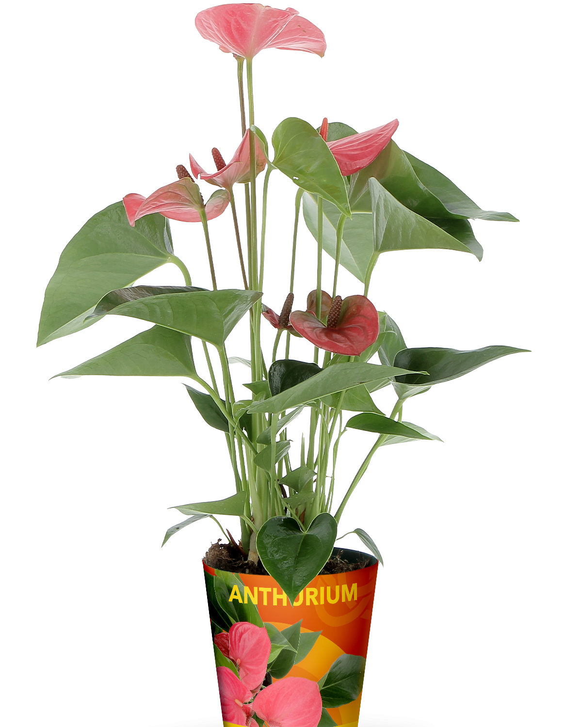 Flowers and plants suppliers for large-scale retail