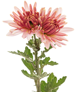 Flower and plant production