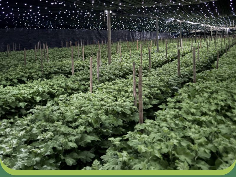 How is chrysanthemum flowering scheduled?