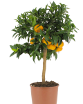 Potted plants