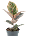 Indoor plants