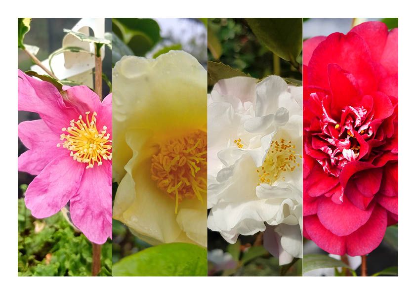 Genus Camellia