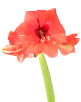 Cut flowers
