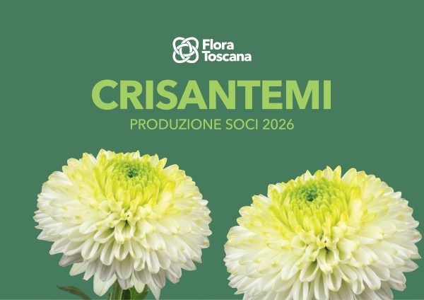 crisantemi catalog