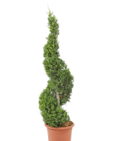 Outdoor plants