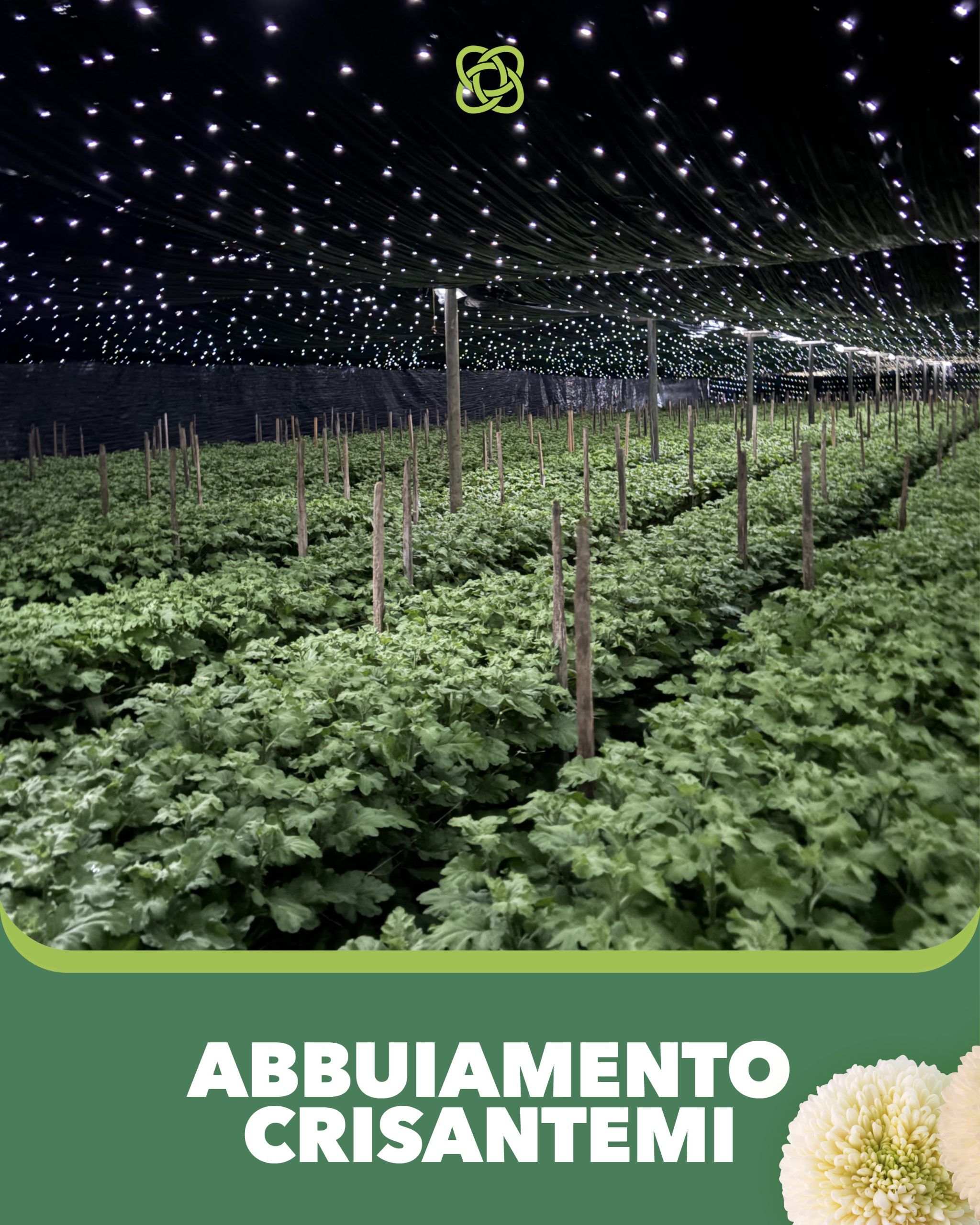 How is chrysanthemum flowering scheduled?