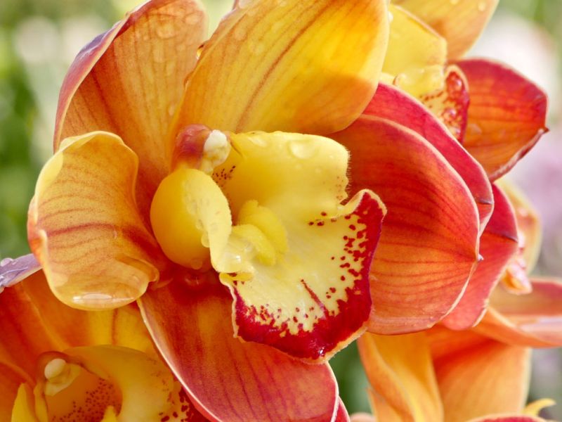 Cymbidiums are wonderful plants