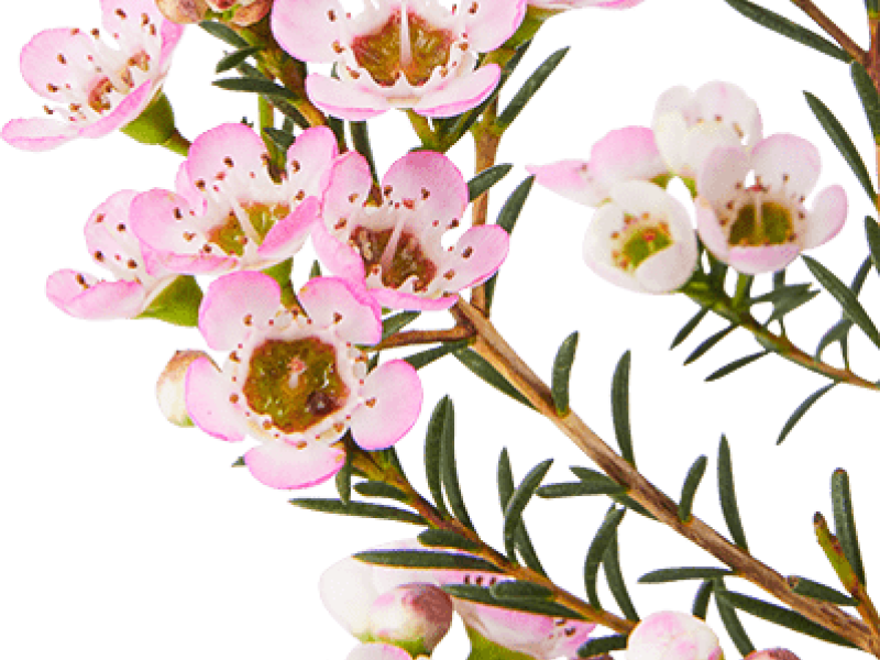 Chamelaucium uncinatum: a new proposal for the garden, presented by Flora Toscana
