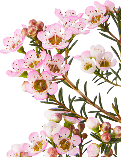 Chamelaucium uncinatum: a new proposal for the garden, presented by Flora Toscana