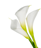 Floral designers and event planners