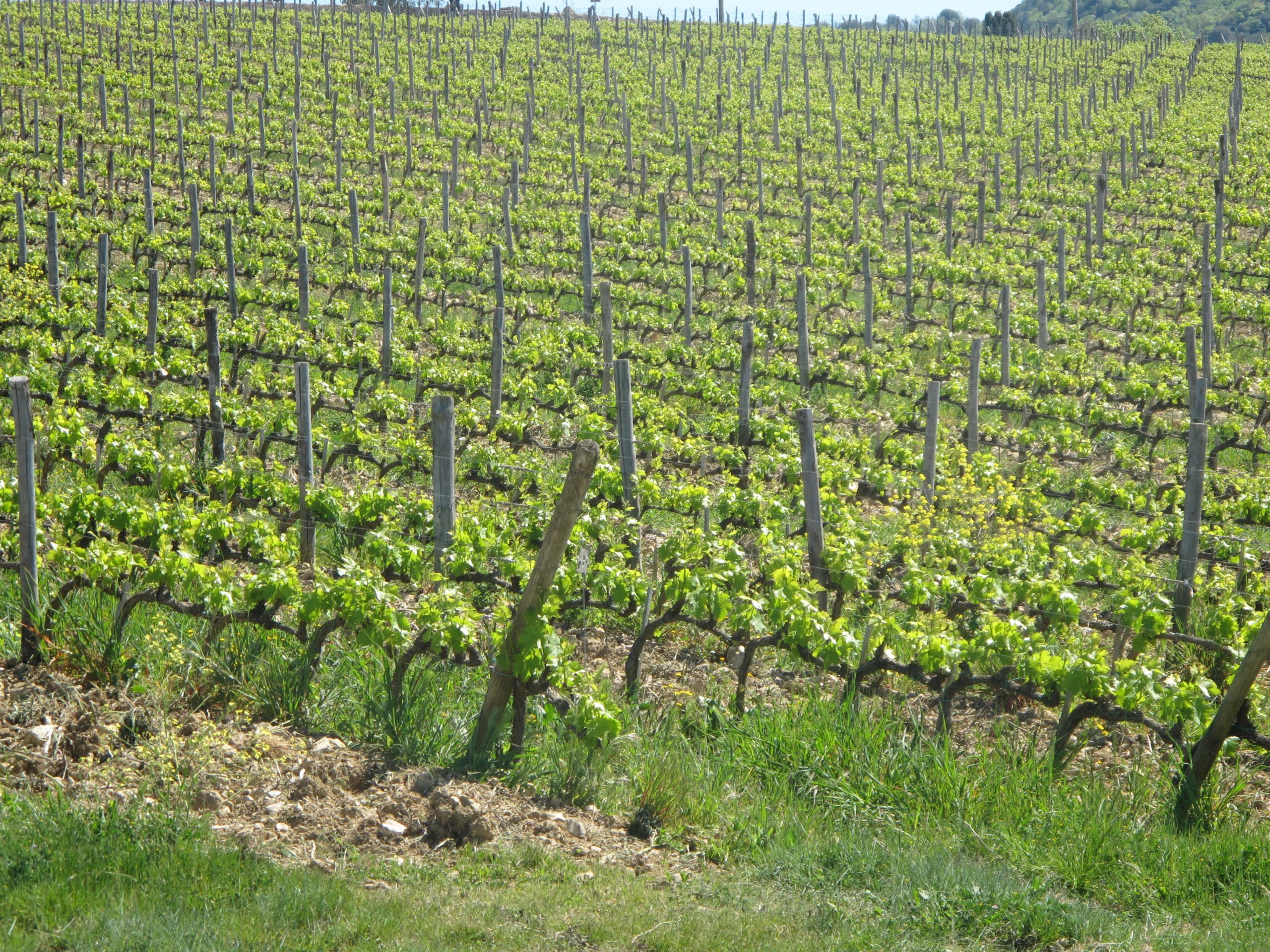 Impianti agricoli per vigneti, oliveti e noccioleti