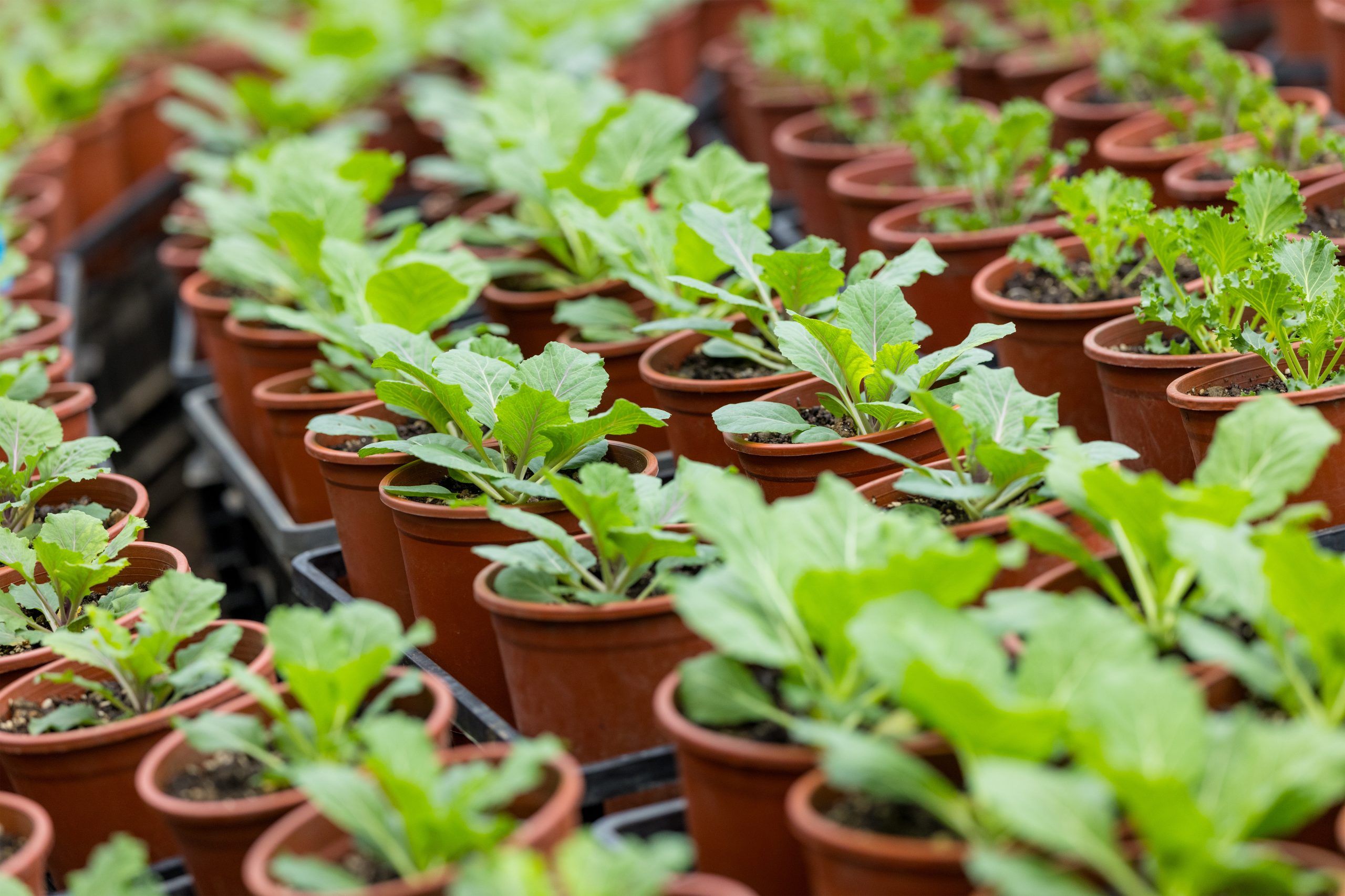 Semi, bulbi e giovani piante per la coltivazione professionale