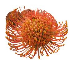 Leucospermum