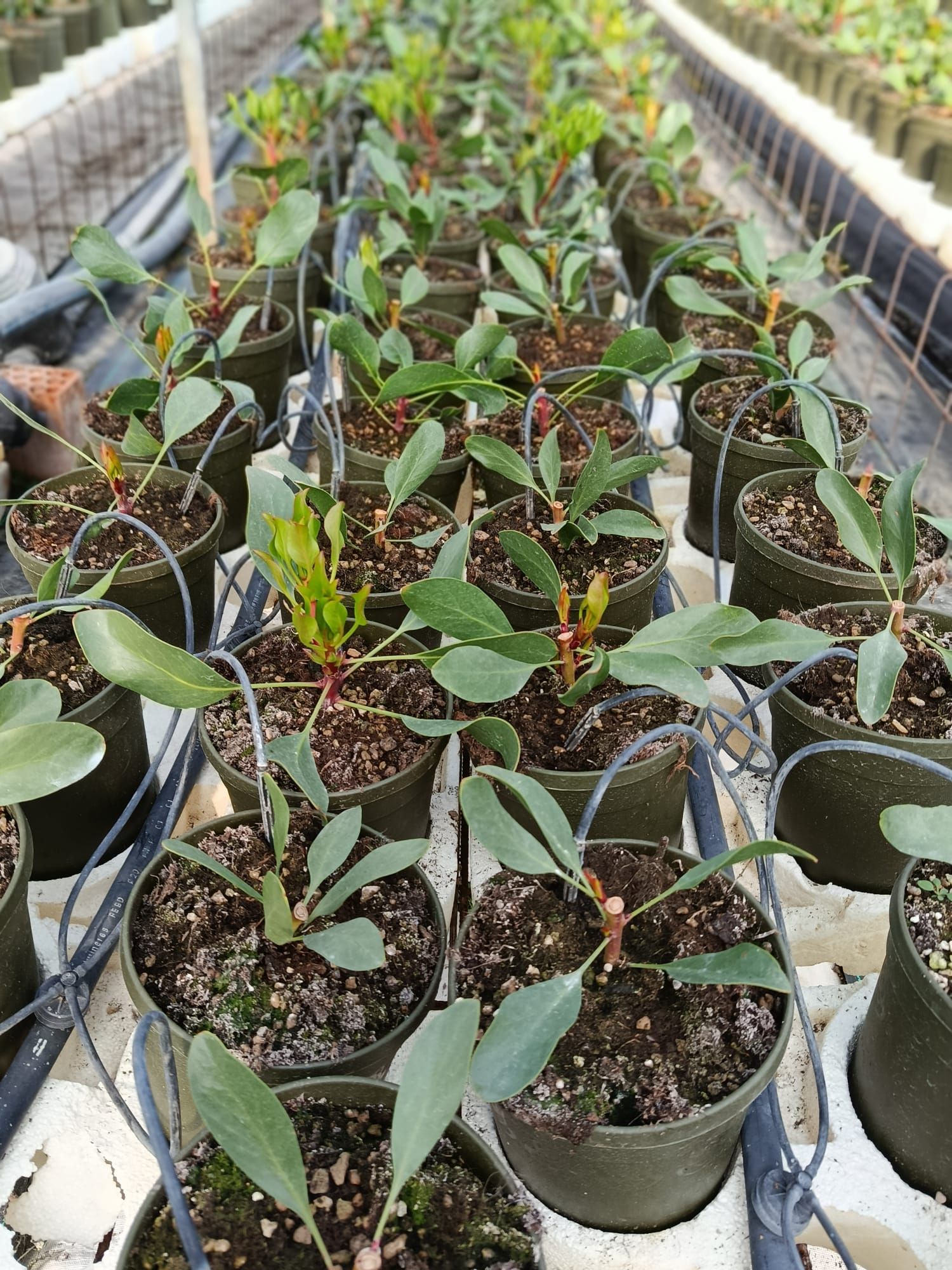 Irrigazione professionale per agricoltura e florovivaismo