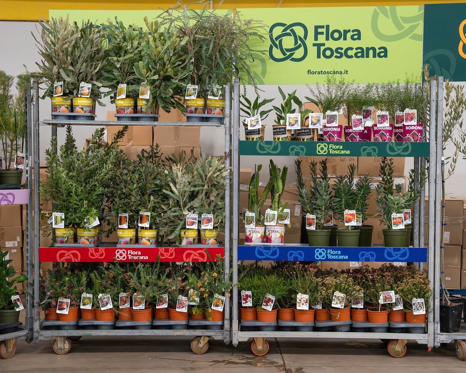 Fornitori di fiori e piante per grossisti e garden center