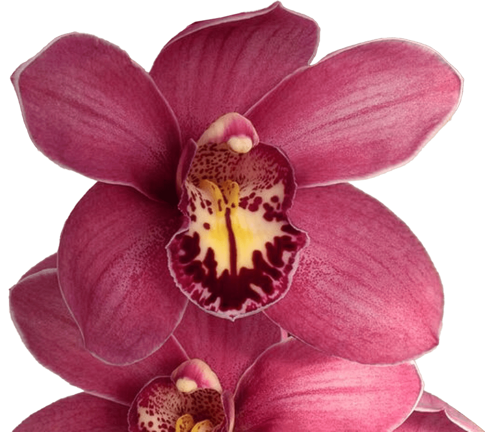 Collezioni di Pitaya, Strelitzia e Cymbidium