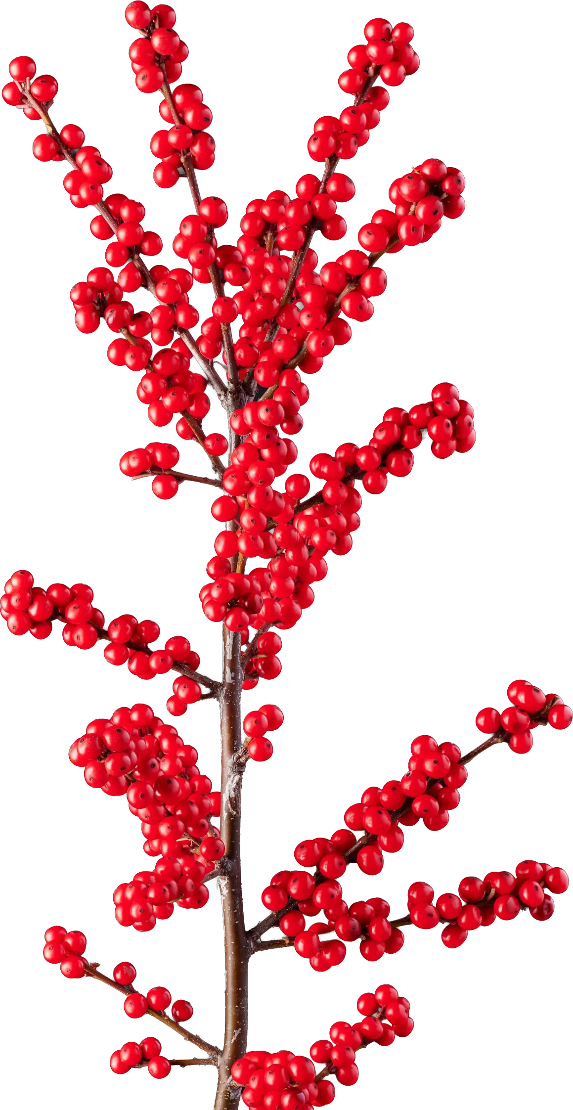 Ilex Verticillata Magical® Supreme Red