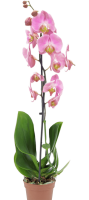 Phalenopsis