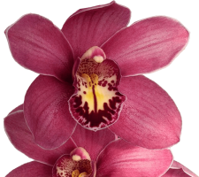 Cymbidium Barr-Orch®