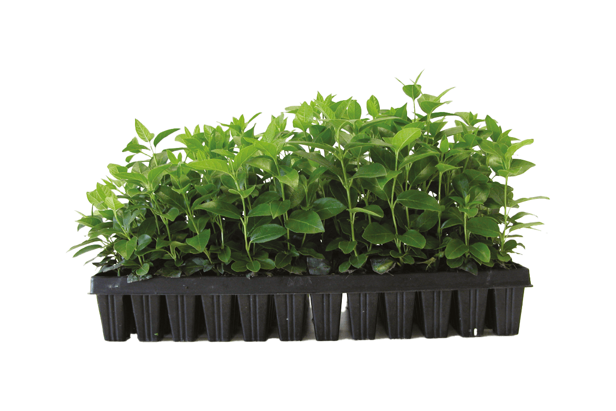 Semi, bulbi e giovani piante per la coltivazione professionale