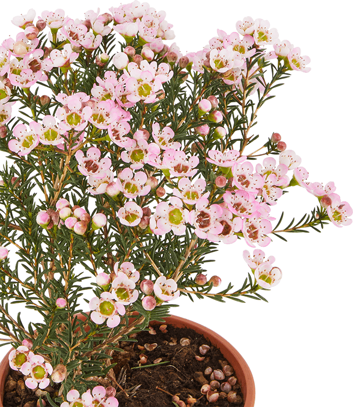 Chamelaucium