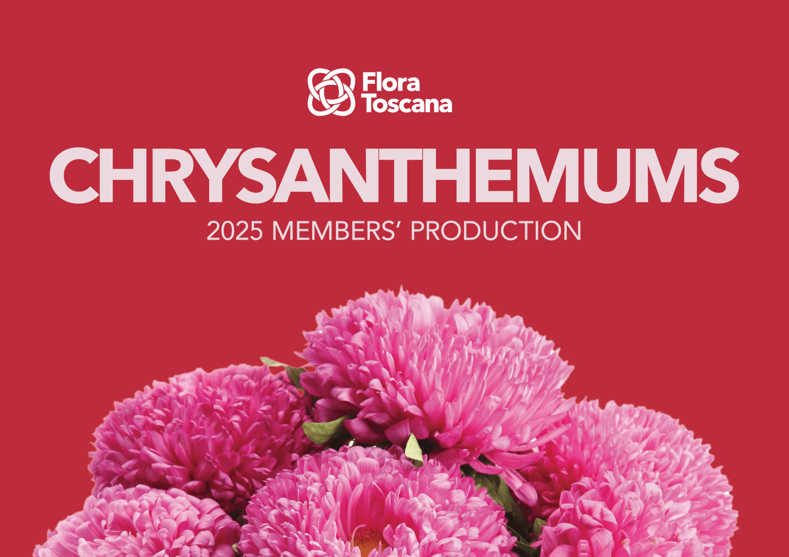 crisantemi catalog