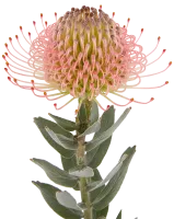 Leucospermum