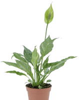 Spatiphyllum