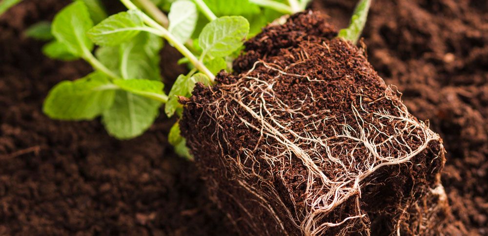 foto-linkedin-natura-morta-di-piante-sul-terreno