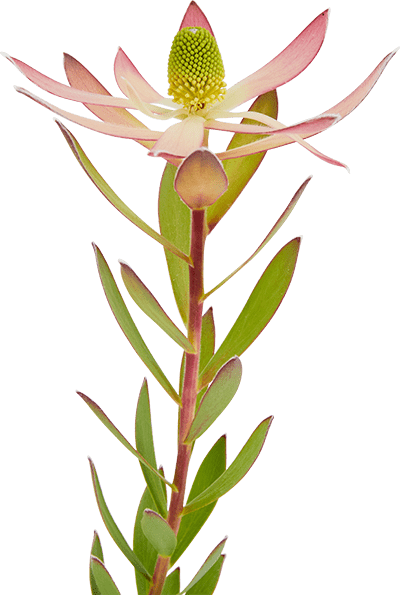 Piante in vaso all'ingrosso per professionisti e rivenditori