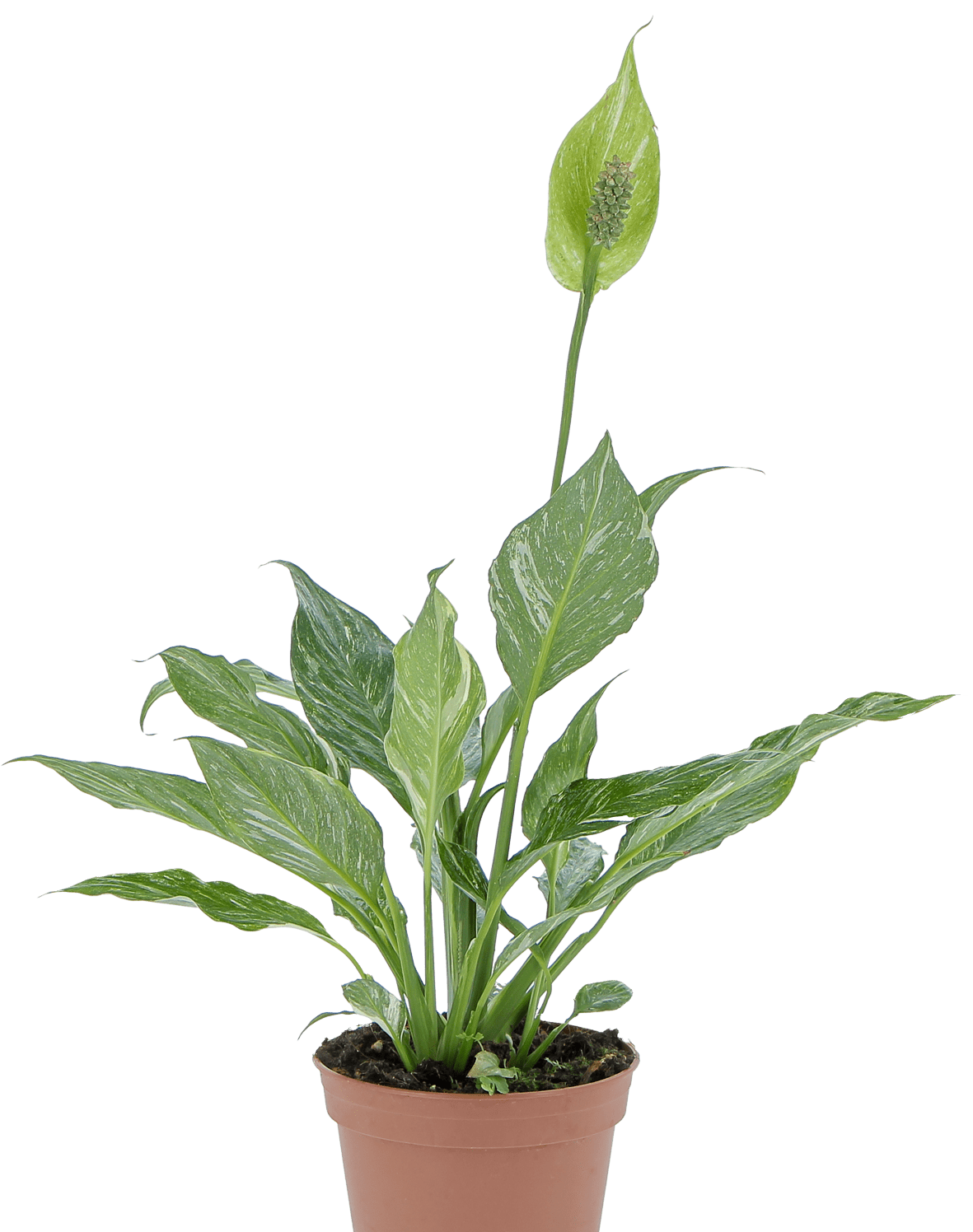 Piante in vaso all'ingrosso per professionisti e rivenditori