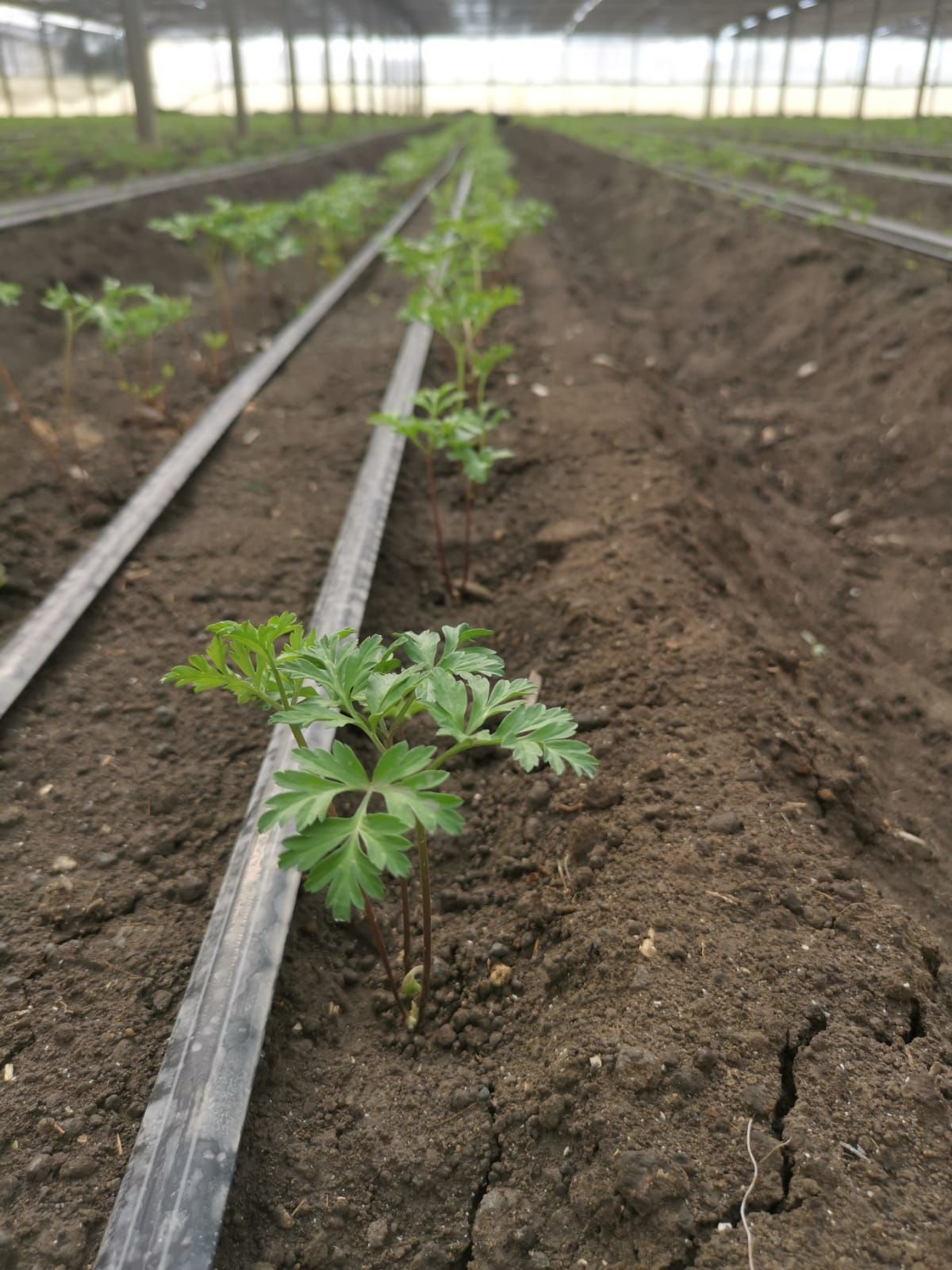 Tecnologia, irrigazione e gestione evoluta