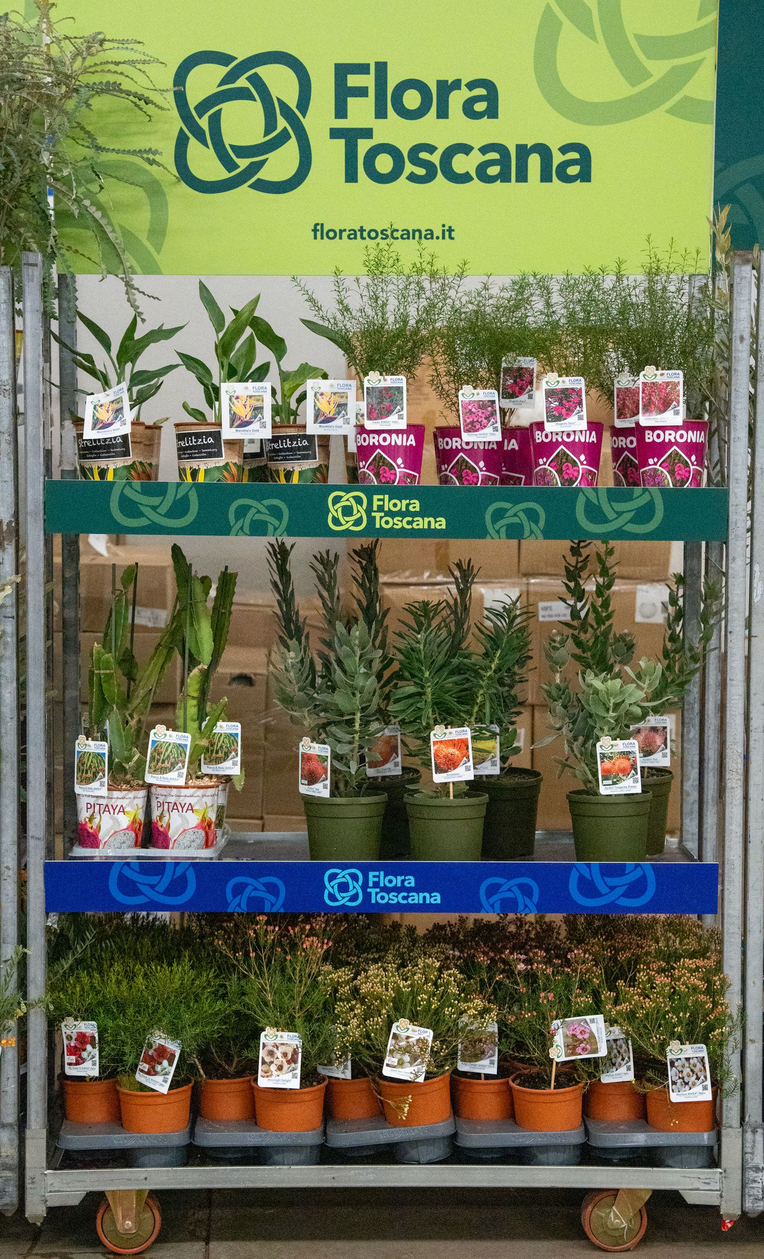 Produzione Chamelaucium