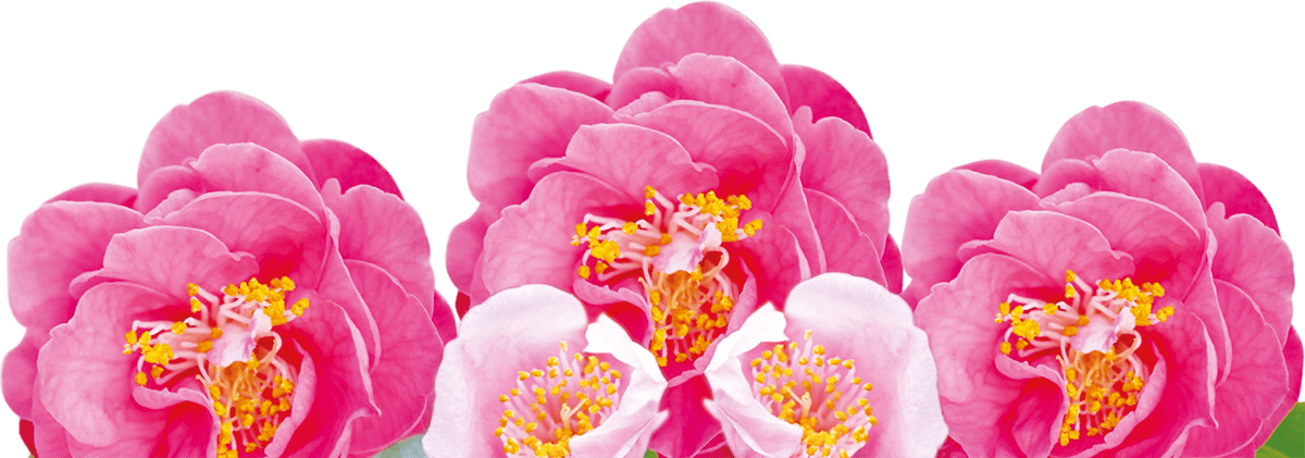 Camellias
