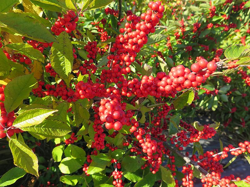 ilex2-floratoscana-web