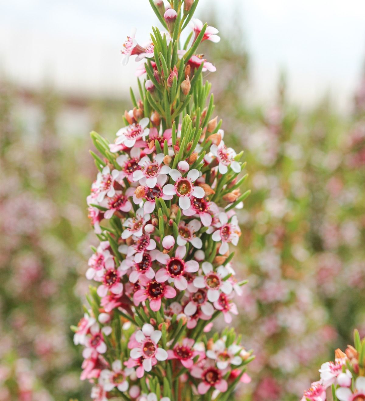 Varietà e formati per il mercato professionale
