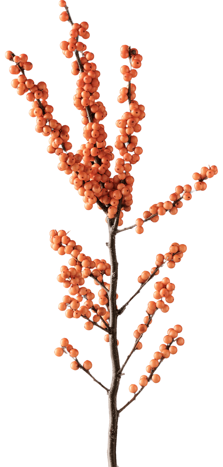 Piante in vaso all'ingrosso per professionisti e rivenditori