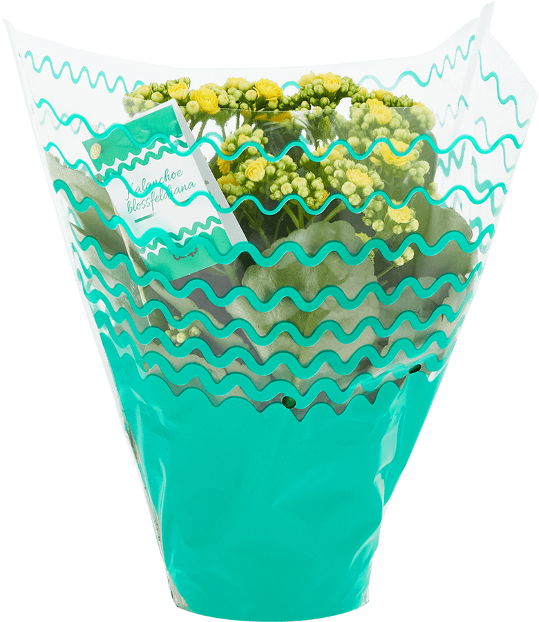 Buste per confezionamento fiori e piante