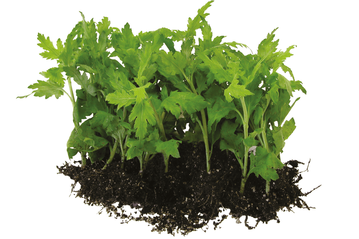 Semi, bulbi e giovani piante per la coltivazione professionale