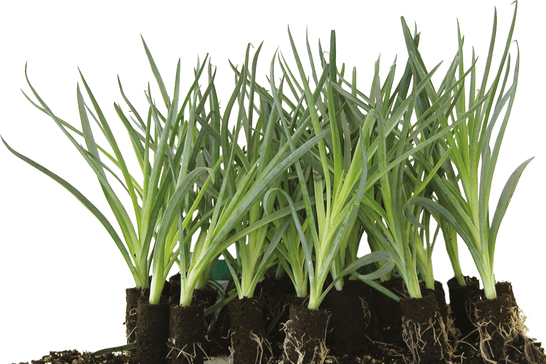 Semi, bulbi e giovani piante per la coltivazione professionale