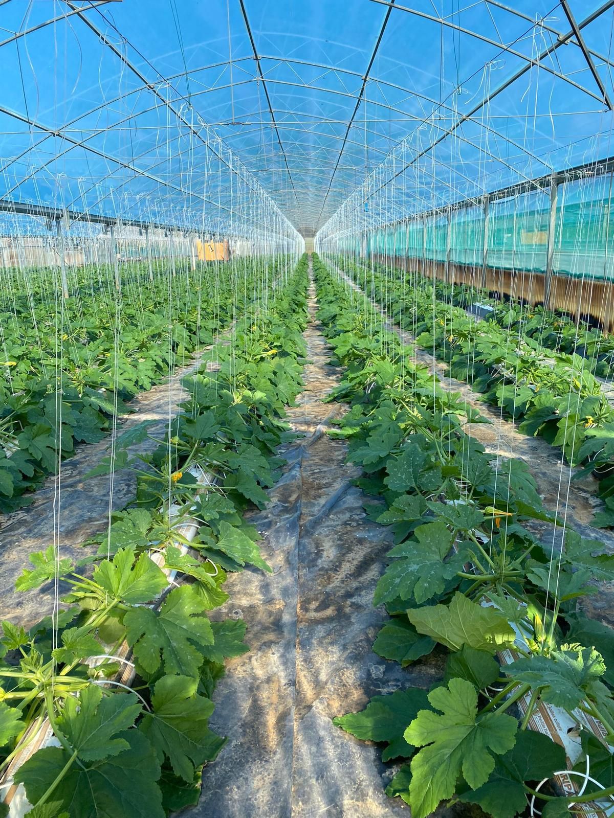 Mezzi tecnici per l'agricoltura