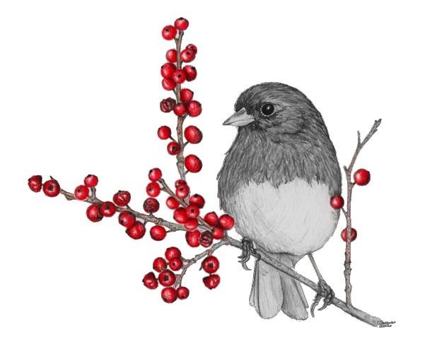 Ilex Robin